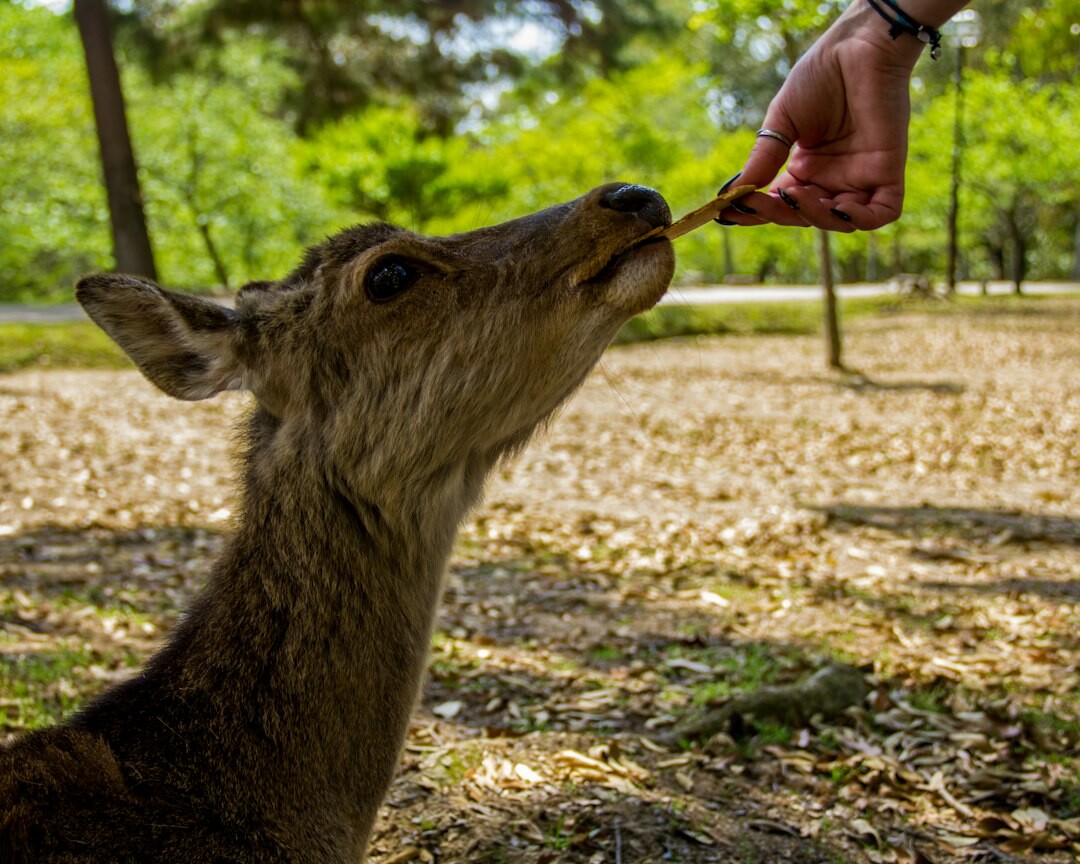 deer in nara park